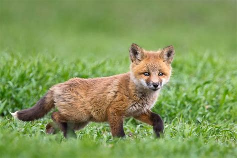 cute baby fox in grassy plain